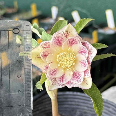 本店にて完売　公認）プリマヴェーラゴールド【ka247】