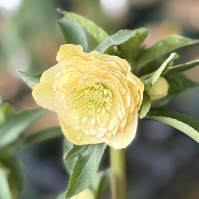 公認）リトルアフロディーテ　４㎝【ka301】多弁５小輪イエローピコティ&times;超多弁10イエローフラッシュ