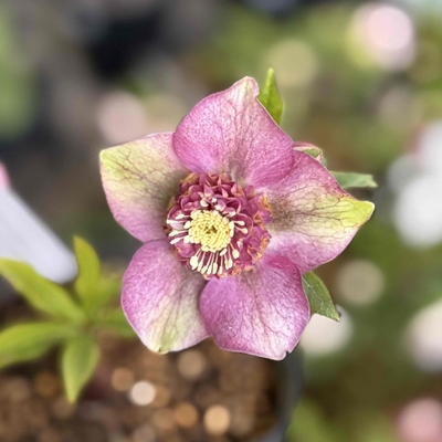 公認）アンティークモーリー【ka302】