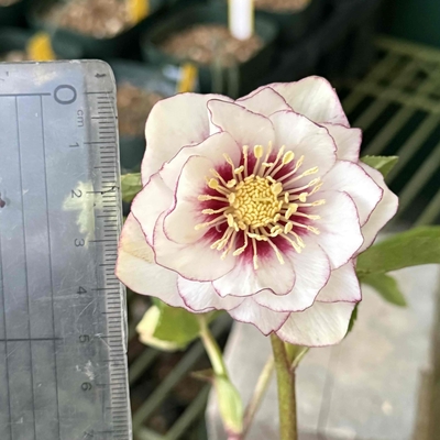 ddプリマヴェーラホワイトゴールドフラッシュ&times;ddプリマヴェーラホワイトゴールド【ka303】