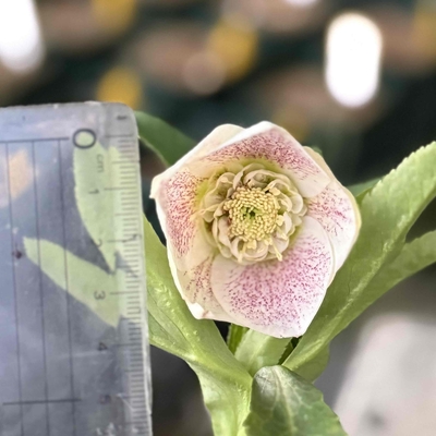 sd多弁系プリマヴェーラゴールド&times;dd多弁系ホワイトゴールドグロスHyb【ka304】