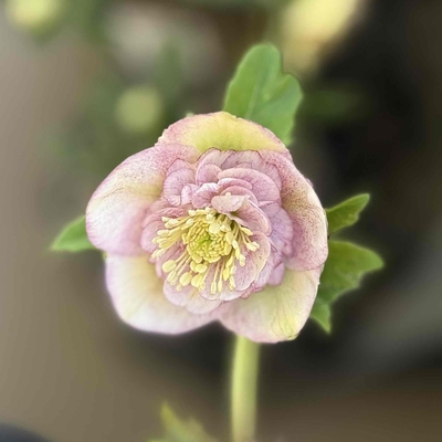 sd多弁系ホワイトGoldHyb&times;sd多弁系プリマヴェーラGoldHyb【ka274】