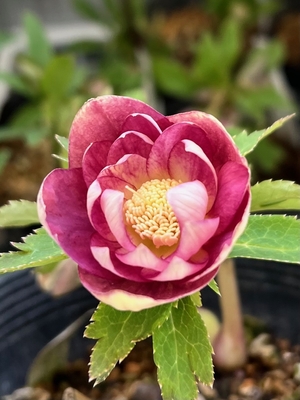 公認）レッドイルミリオン【ka225】直径3.5㎝