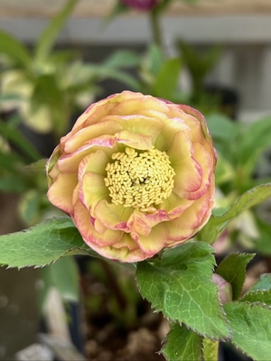 公認）毬姫【ka226】