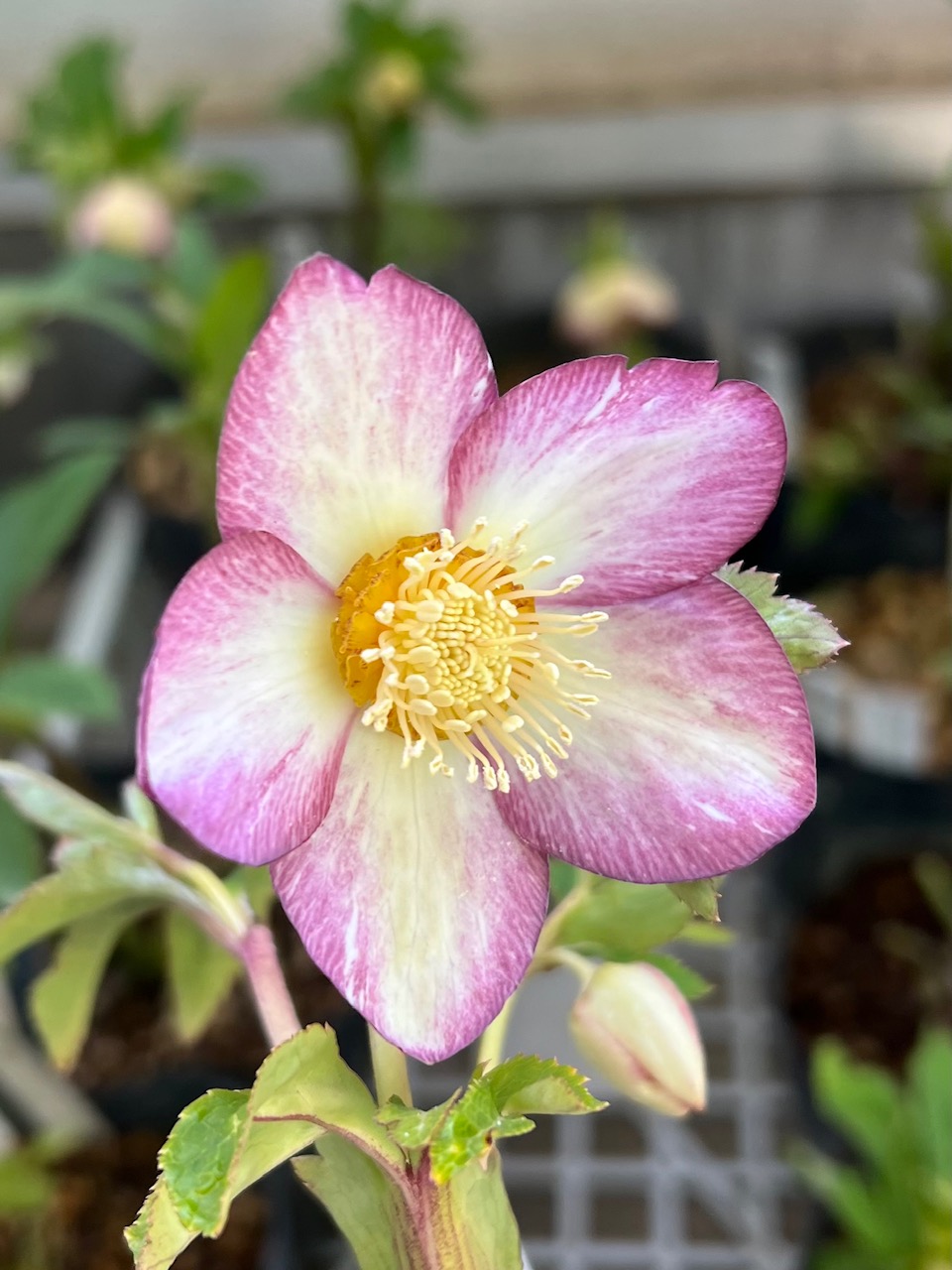 公認）絞りクリスマスローズ【ka229】 | グリーンホビー