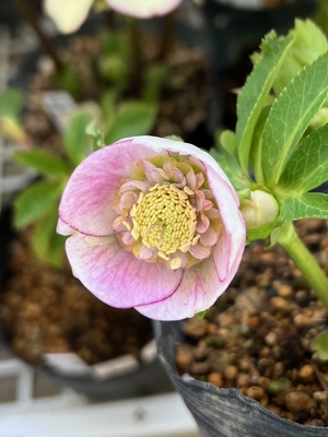 sdピンクミスト（多hyb）&times;多弁系手毬プリマヴェーラM24041【ka231】