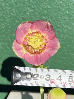 dd多弁系グロスイエローグラデーション&times;ddアンティークアフロメビウス【ka232】