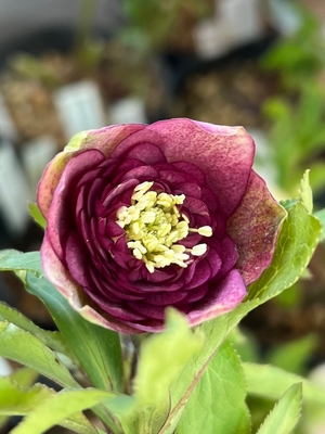 公認）アンティークアフディーテ【ka253】