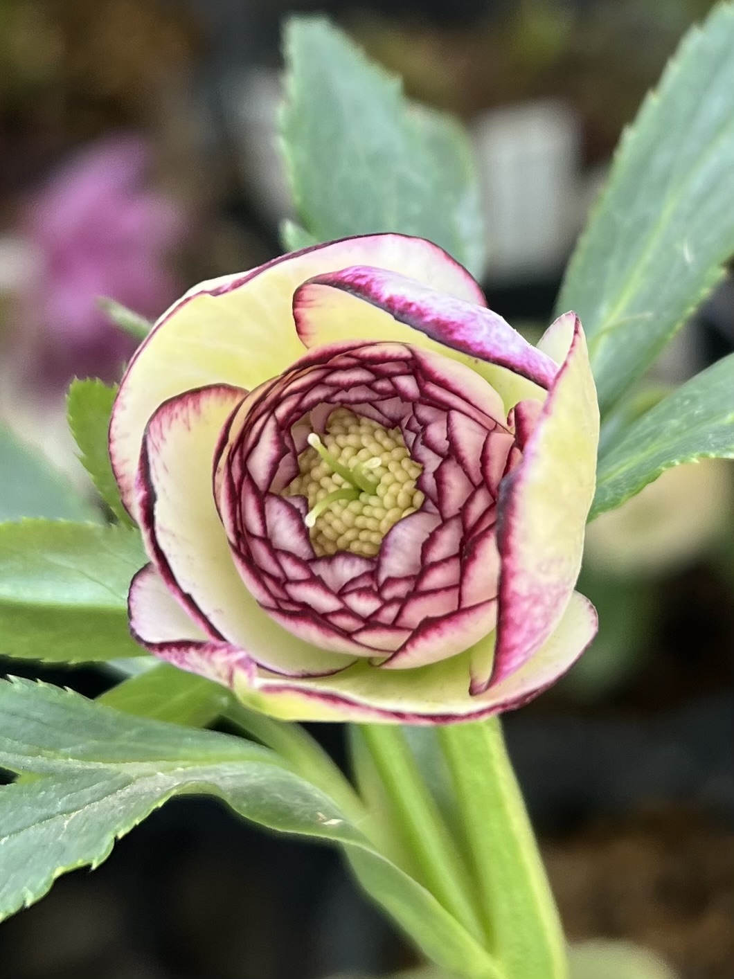 公認）ホワイトアフロディーテ【ka254】 | グリーンホビー