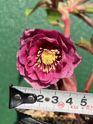 dd多弁系レッドGルビーフラッシュ白ピコティ&times;ddアイボリーゴールドミストベイン【ka255】