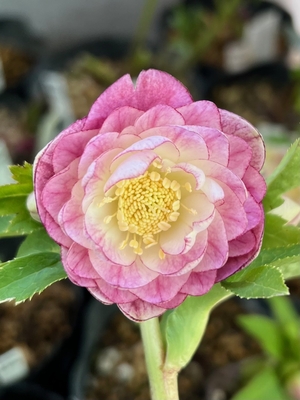 公認）プリマヴェーラゴールド【ka246】