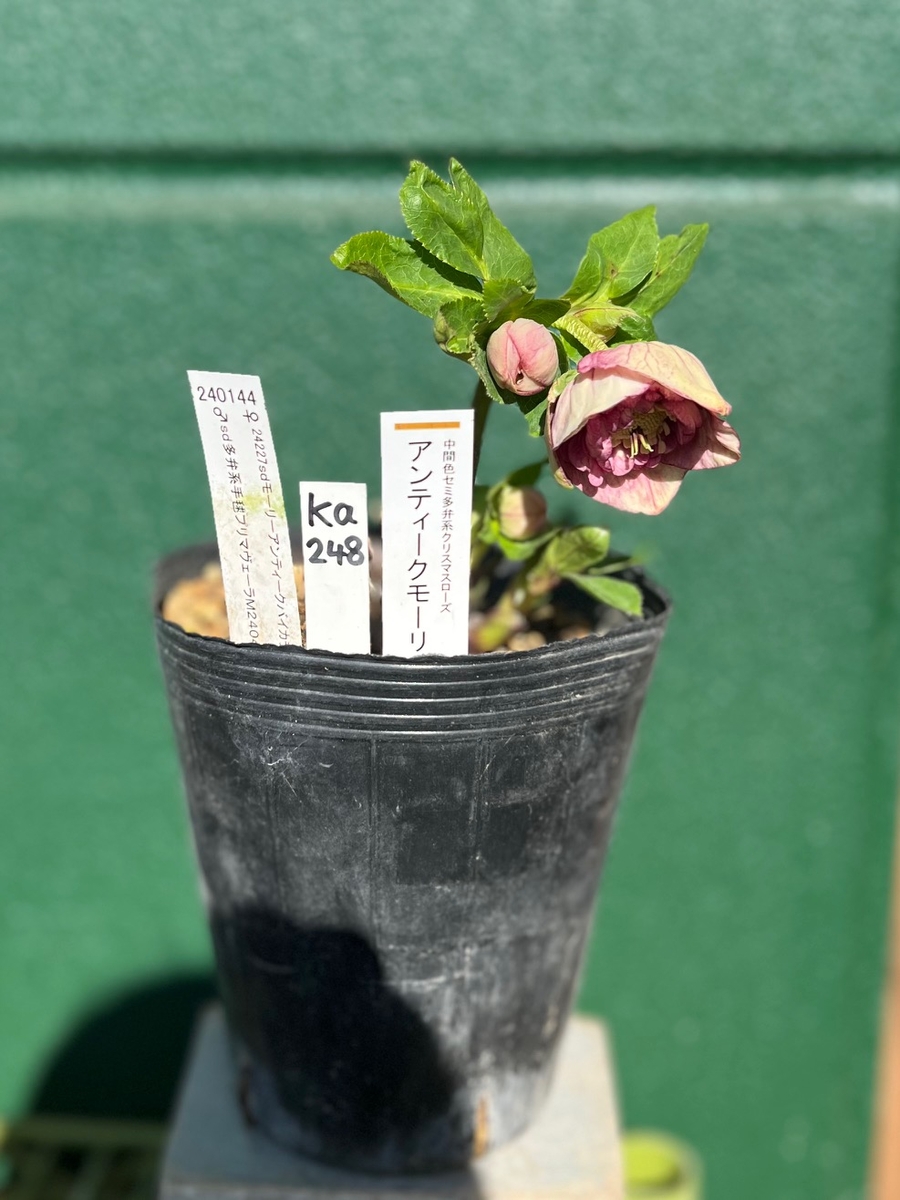 公認）アンティークモーリー【ka248】 | グリーンホビー