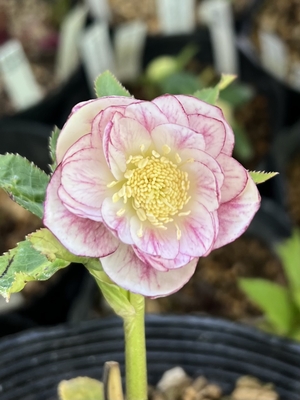 公認）プリマヴェーラホワイトゴールド【ka249】