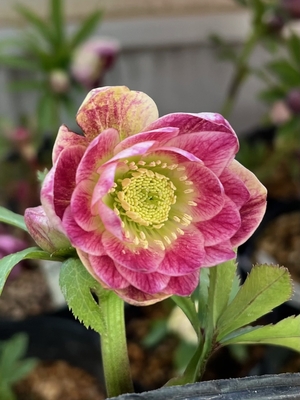 公認）グロッシーカラー☆【ka250】