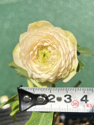 公認）リトルアフロディーテ【ka251】