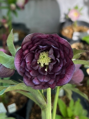 公認）ダークローズ【ka252】