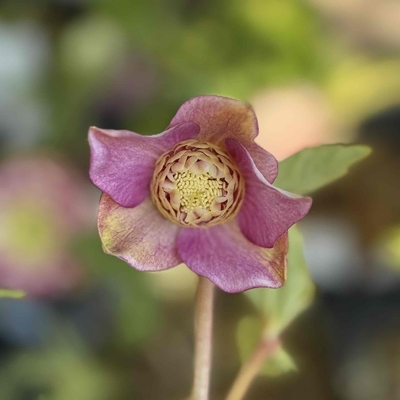 多弁５ピンクゴールドミスト底白&times;多弁sdゴールド金小花弁【ka262】