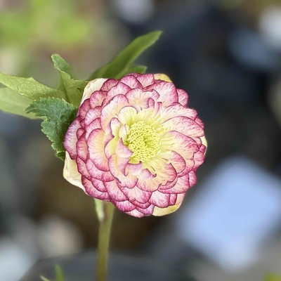 dd多弁系リバーシブルホワイトバイカラー&times;sd多弁段咲イエロー【ka265】