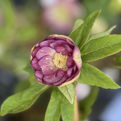 dd多弁系紅白系ゴールド&times;Kスーパーアフロディーテゴールド【ka263】