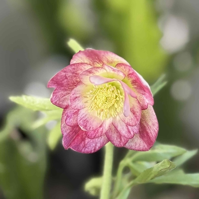 ♀ＭＩＸ&times;♂不明【ka264】香りあり