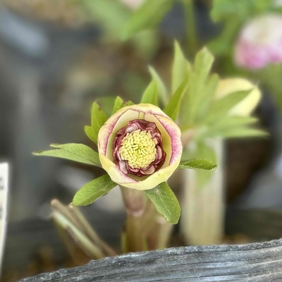 sdモーリーイエローピコティ&times;dd多弁小輪アプリコット【ka266】