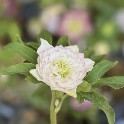 公認）グロッシー☆アフロディーテ【ka267】