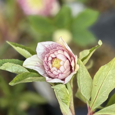 本店にて完売　公認）プリマヴェーラホワイトゴールド【ka269】