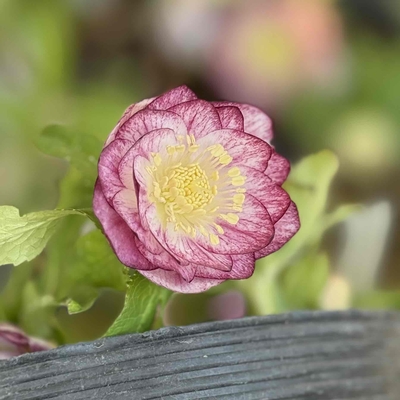 公認）プリマヴェーラ・フレグランスクリスマスローズsd【ka257