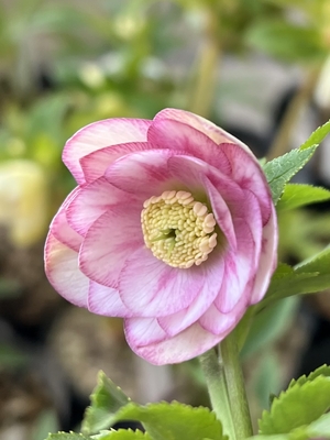 公認）プリマヴェーラ【ka275】dd手毬ホワイト&times;ddプリマヴェーラホワイトゴールド