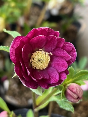 多弁ホワイトピコティ&times;dd多弁系グロスディープレッド【ka276】