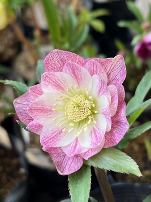 ddカップホワイトピンクエンジェル超手毬Hyb&times;超手毬ホワイト【ka277】直径４㎝程