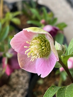 sd多弁小輪イエローピコティ&times;sd多弁レッド小輪【ka278】3.5㎝