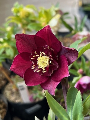 公認）キラメキ☆レッド【ka279】