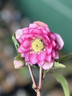 公認）グロッシーカラー☆【ka282】4.5㎝程