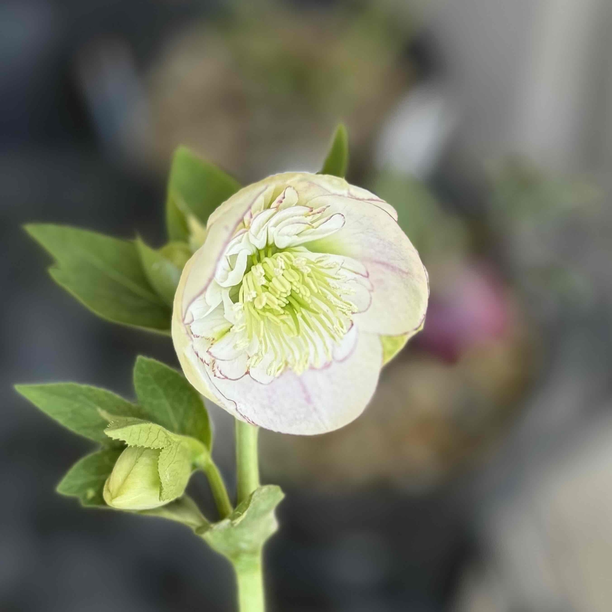 公認）プリマヴェーラ・フレグランスクリスマスローズsd【ka257