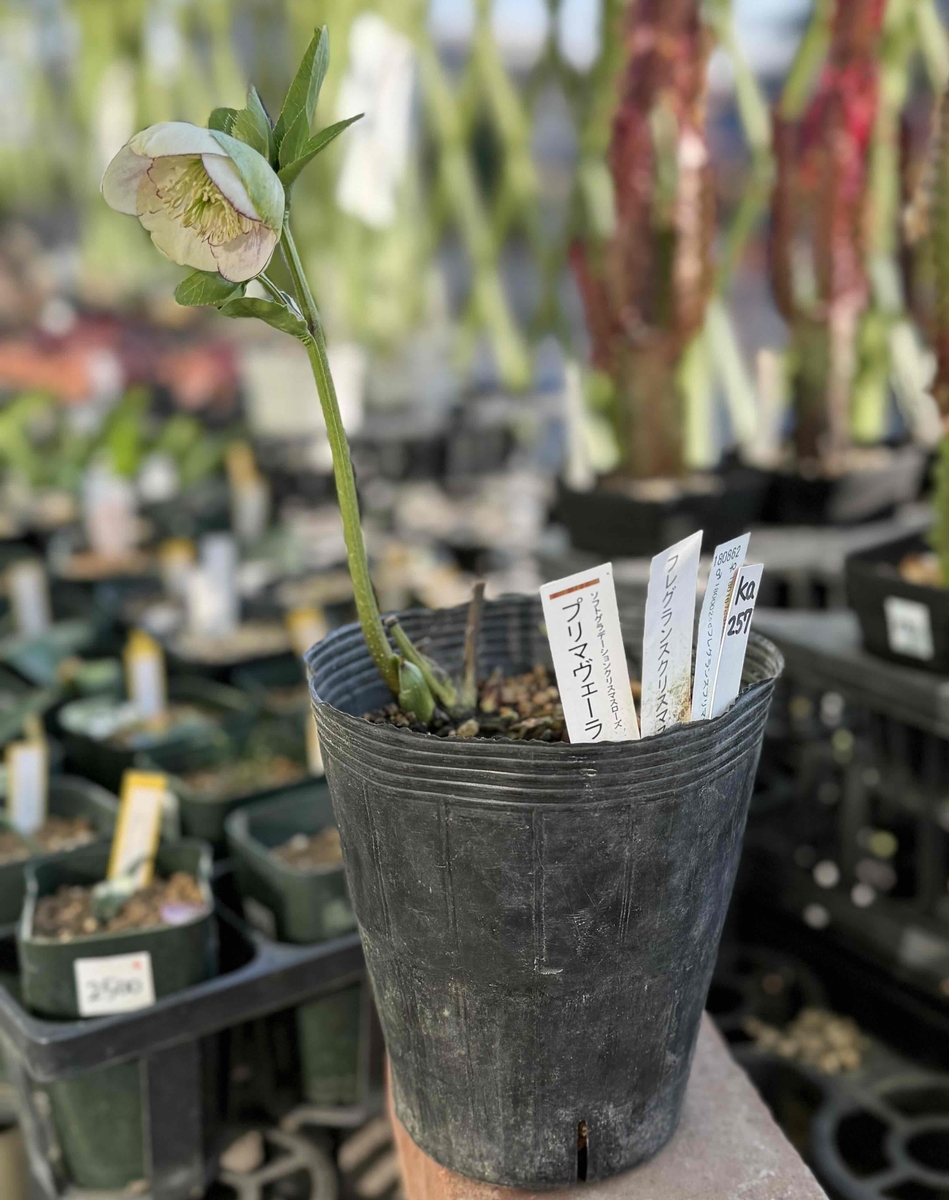 公認）プリマヴェーラ・フレグランスクリスマスローズsd【ka257