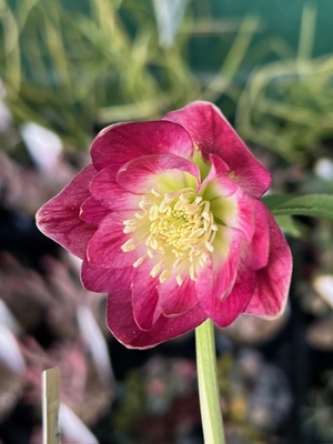 公認）グロッシーカラー☆【ka283】