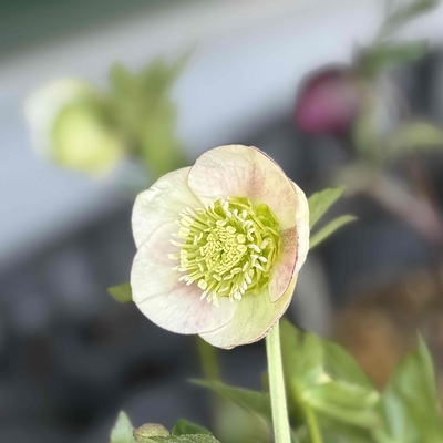 公認）プリマヴェーラ【ka260】