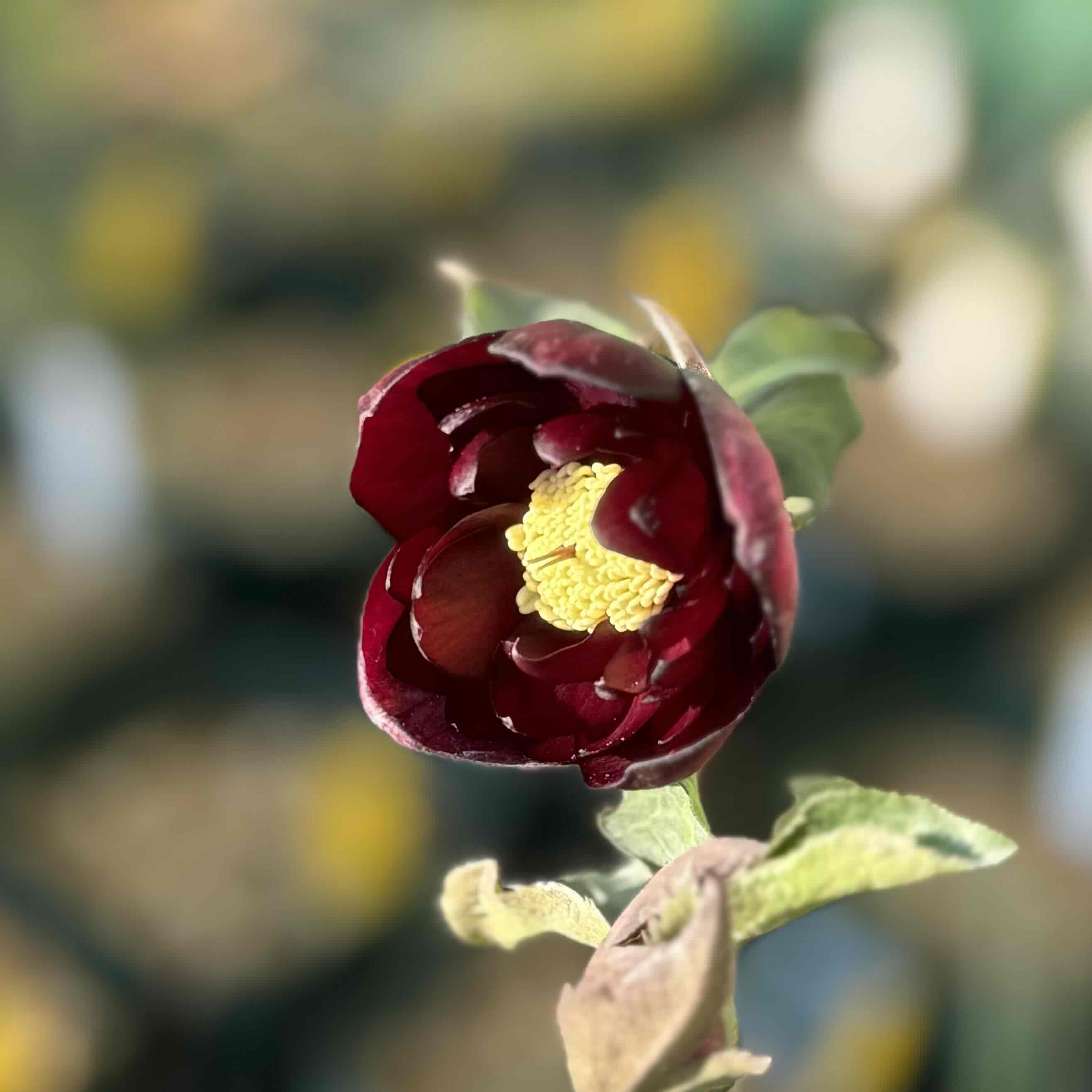 クリスマスローズ ddキラメキ☆チョコレート 147 「キラメキ