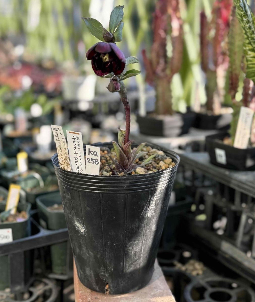 クリスマスローズ　認定キラメキチョコレート　加藤農園 明日より販売✨ 加藤農園さんのクリスマスローズ キラメキ