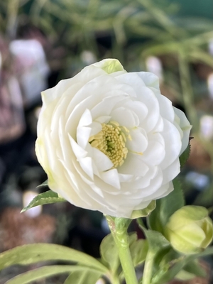 公認）リトルアフロディーテ【ka285】多弁ホワイト&times;多弁小輪ホワイト