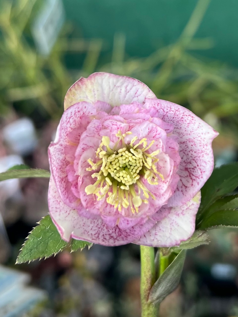 公認）ピンクアフロディーテ【ka284】 | グリーンホビー