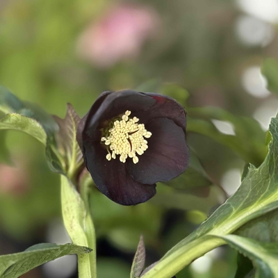 野田の宝ブラック【No5】