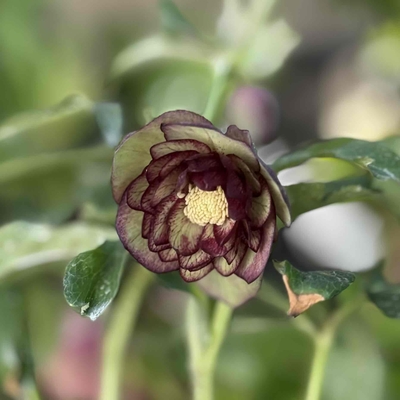 ダークベインピコティdd【No6】3.5㎝