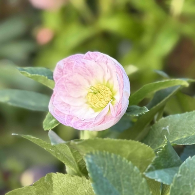 パステルピンクグラデーションdd【Wa12】