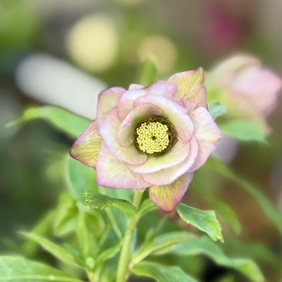 若泉ファーム　クリスマスローズ　シャルウィダンスピコ　株分 シャルウィダンスピコ【Wa17】 | グリーンホビー