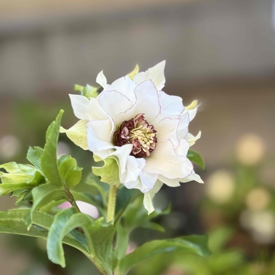 クリスマスローズ 若泉ファーム シャルウィダンス 株分け② クリスマスローズ 若泉ファーム シャルウィダンス 株分け② 園芸ネット