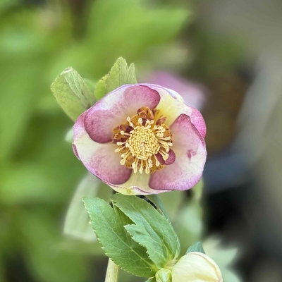 ddグロスホワイト（ゴールドhyb.）&times;sdプリマヴェーラホワイトゴールド【ka293】