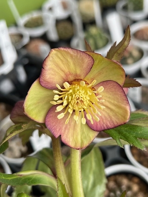 ムルチ系オーレア【Og1】