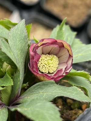 プルプラ系dd【Og3】